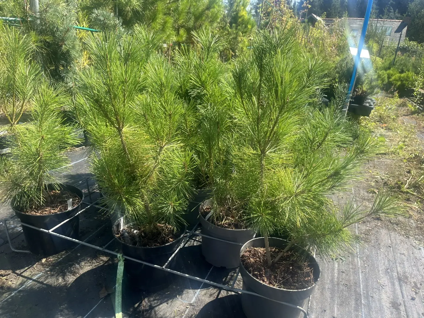 Pinus densiflora - Japanese red pine 'Alice Verkade'
