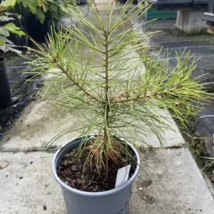 Pinus nigra Austrian Pine (1)