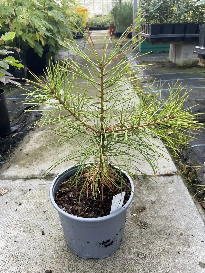 Austrian Pine 20/40cm (2L)