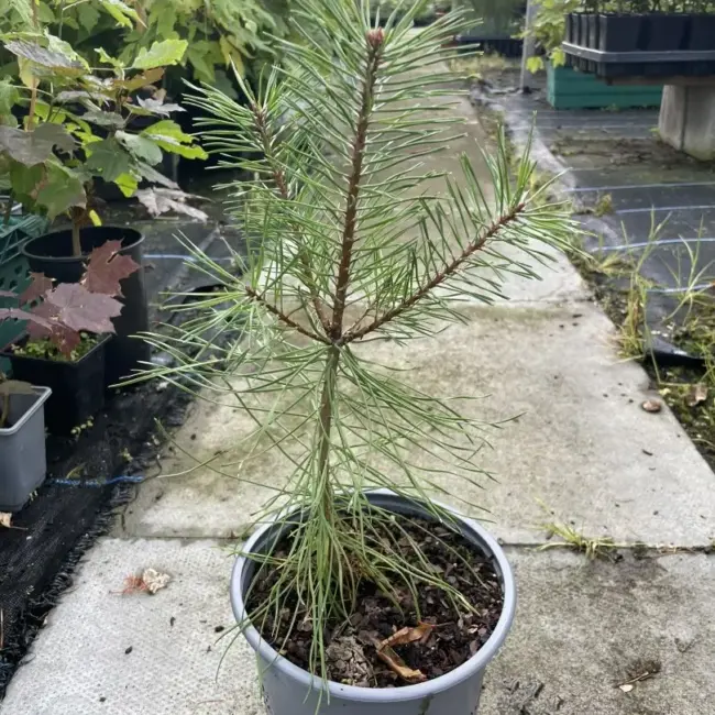 Austrian Pine 20/40cm (2L) - Image 2