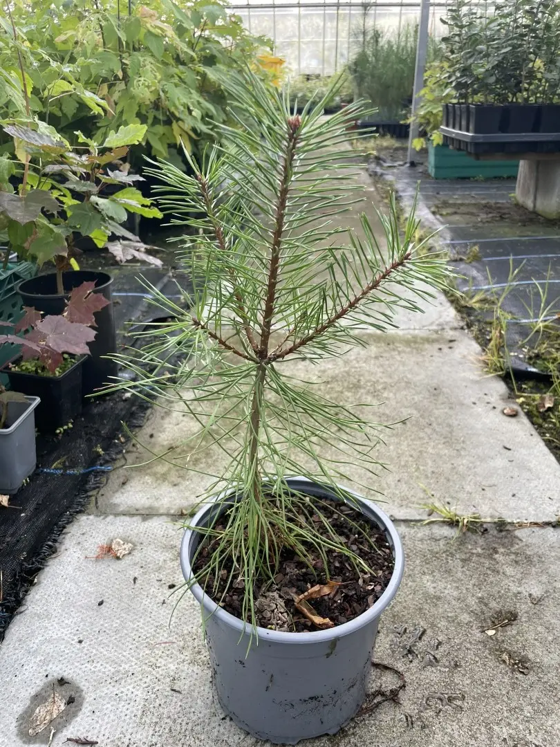 Austrian Pine 20/40cm (2L) - Image 2
