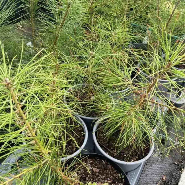 Austrian Pine 20/40cm (2L) - Image 3