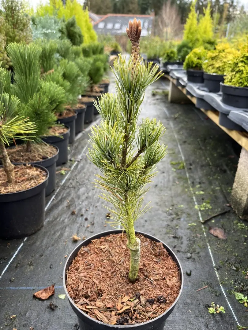 Japanese White Pine 'Blue Lou' 20/40cm (3L) - Image 3