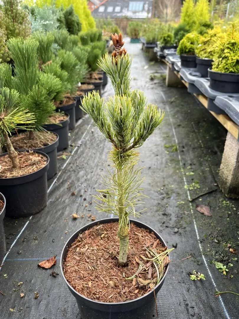 Japanese White Pine 'Blue Lou' 20/40cm (3L) - Image 2