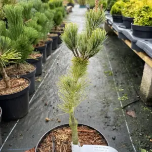 Japanese White Pine 'Blue Lou' 20/40cm (3L)