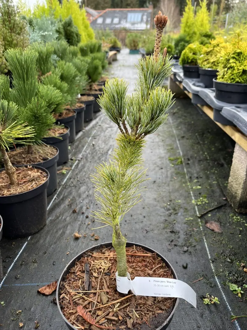 Japanese White Pine 'Blue Lou' 20/40cm (3L)
