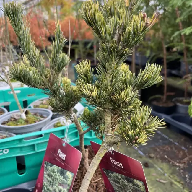 Japanese White Pine 'Fukai' 20/40cm (2L) - Image 3