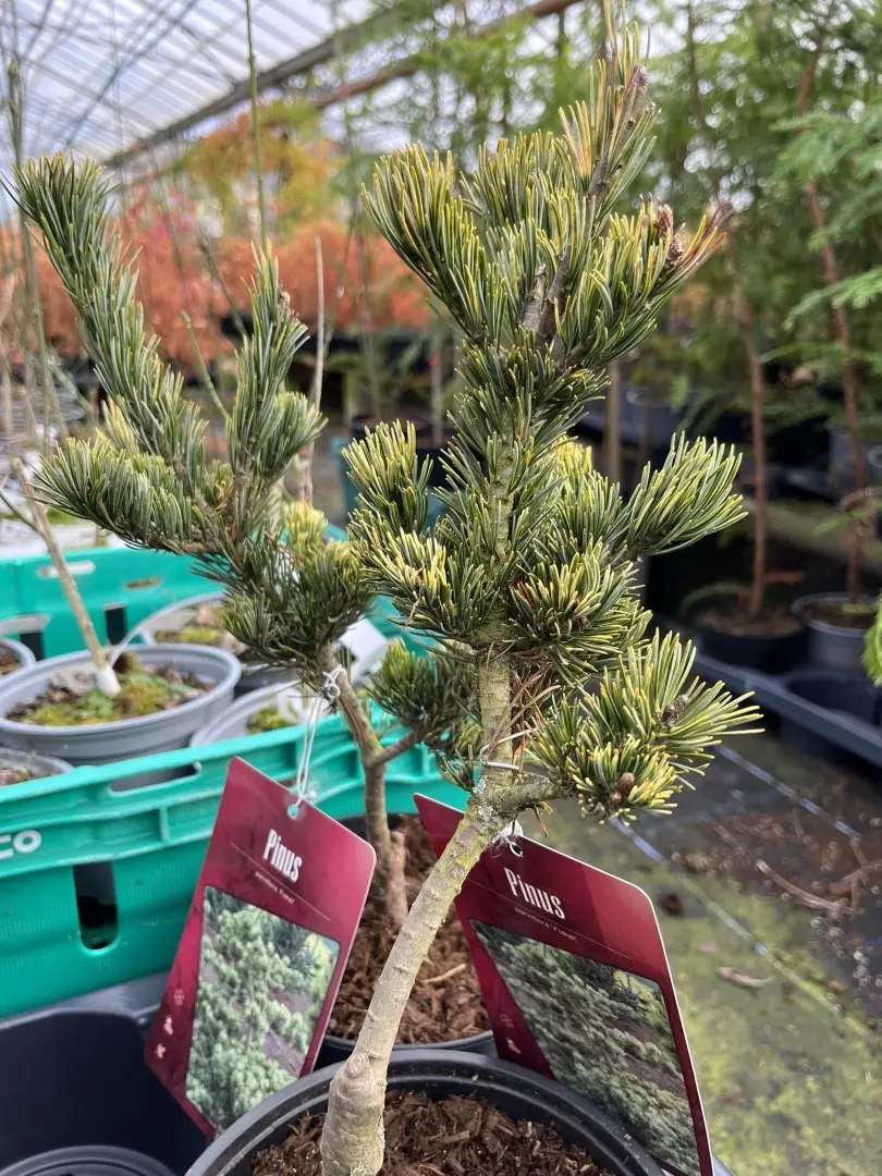 Japanese White Pine 'Fukai' 20/40cm (2L) - Image 3