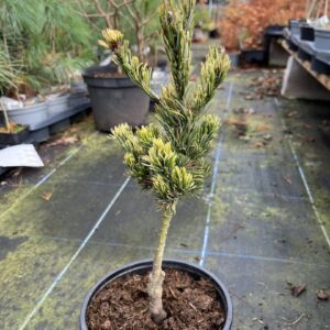 Pinus parviflora Japanese White Pine 'Fukai' (2)