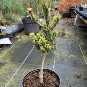 Pinus parviflora Japanese White Pine 'Fukai' (2)