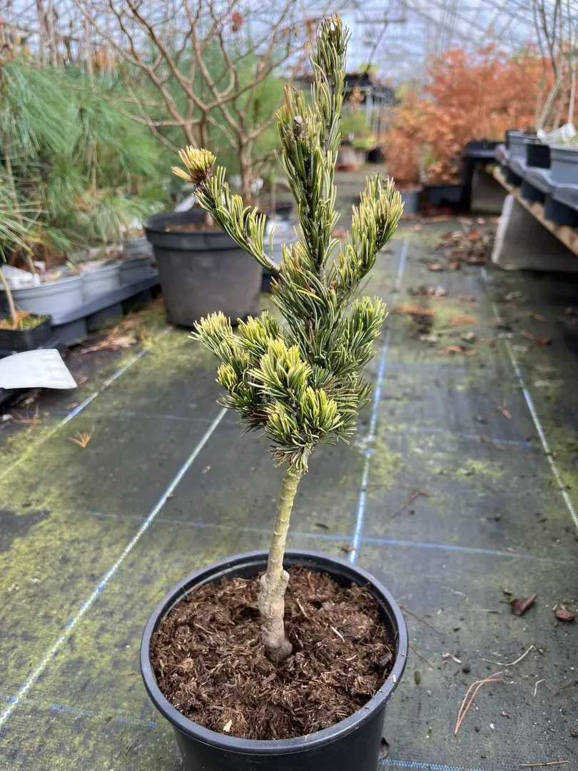 Japanese White Pine 'Fukai' 20/40cm (2L)