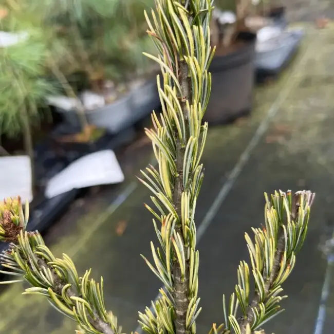 Japanese White Pine 'Fukai' 20/40cm (2L) - Image 2