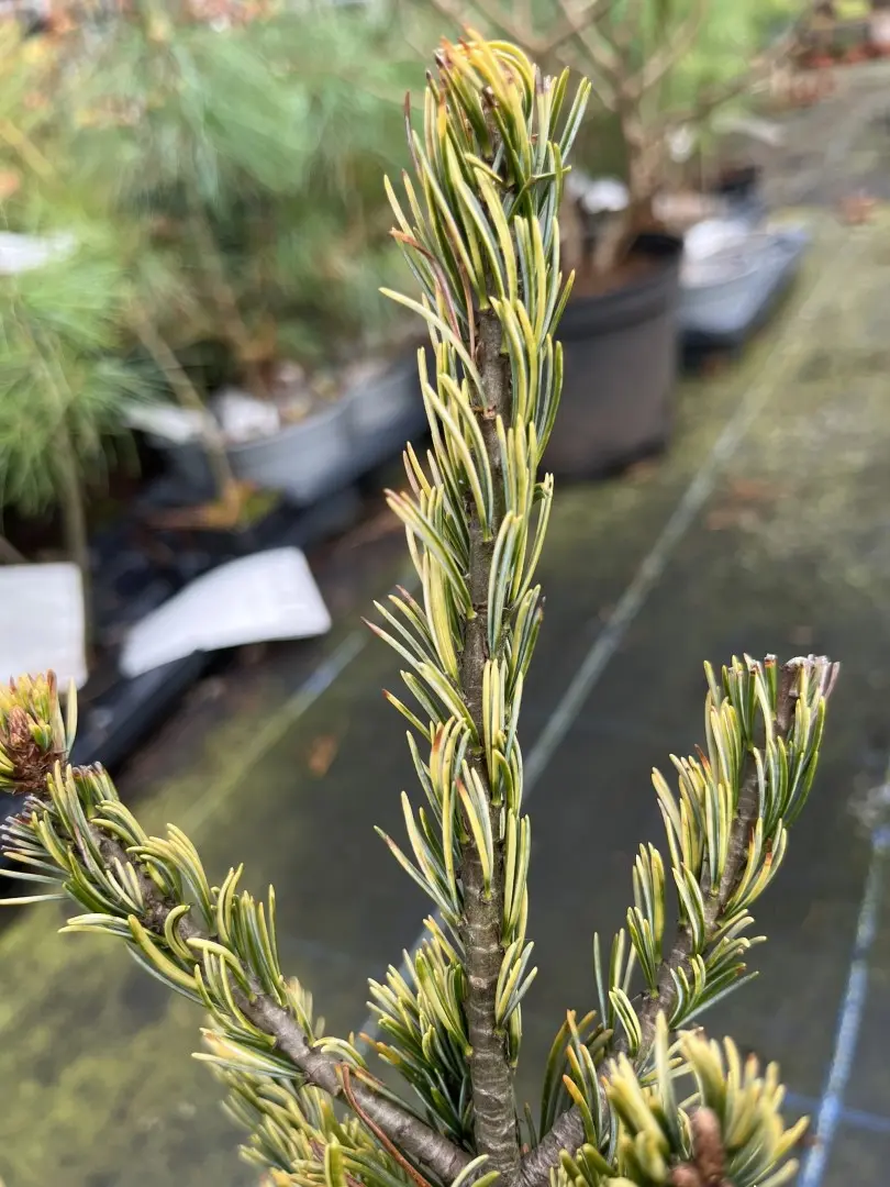 Japanese White Pine 'Fukai' 20/40cm (2L) - Image 2