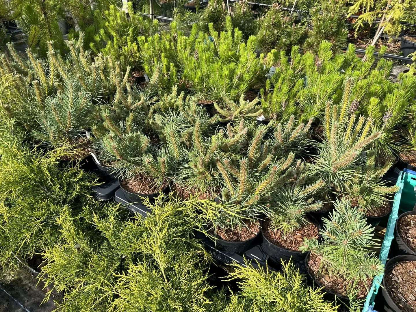 Pinus sylvestris  - Scots Pine 'Doone Valley'