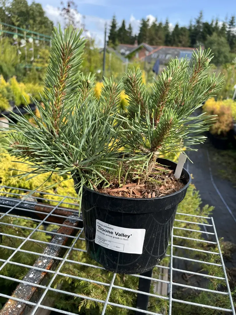 Pinus sylvestris - Scots Pine 'Doone Valley' 20/40cm (2L)