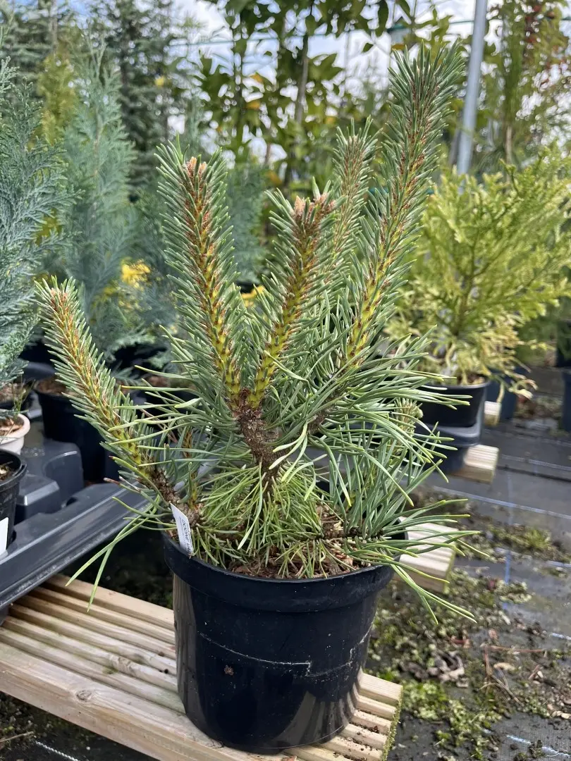 Scots Pine 'Doone Valley' 20/40cm (2L) - Image 5