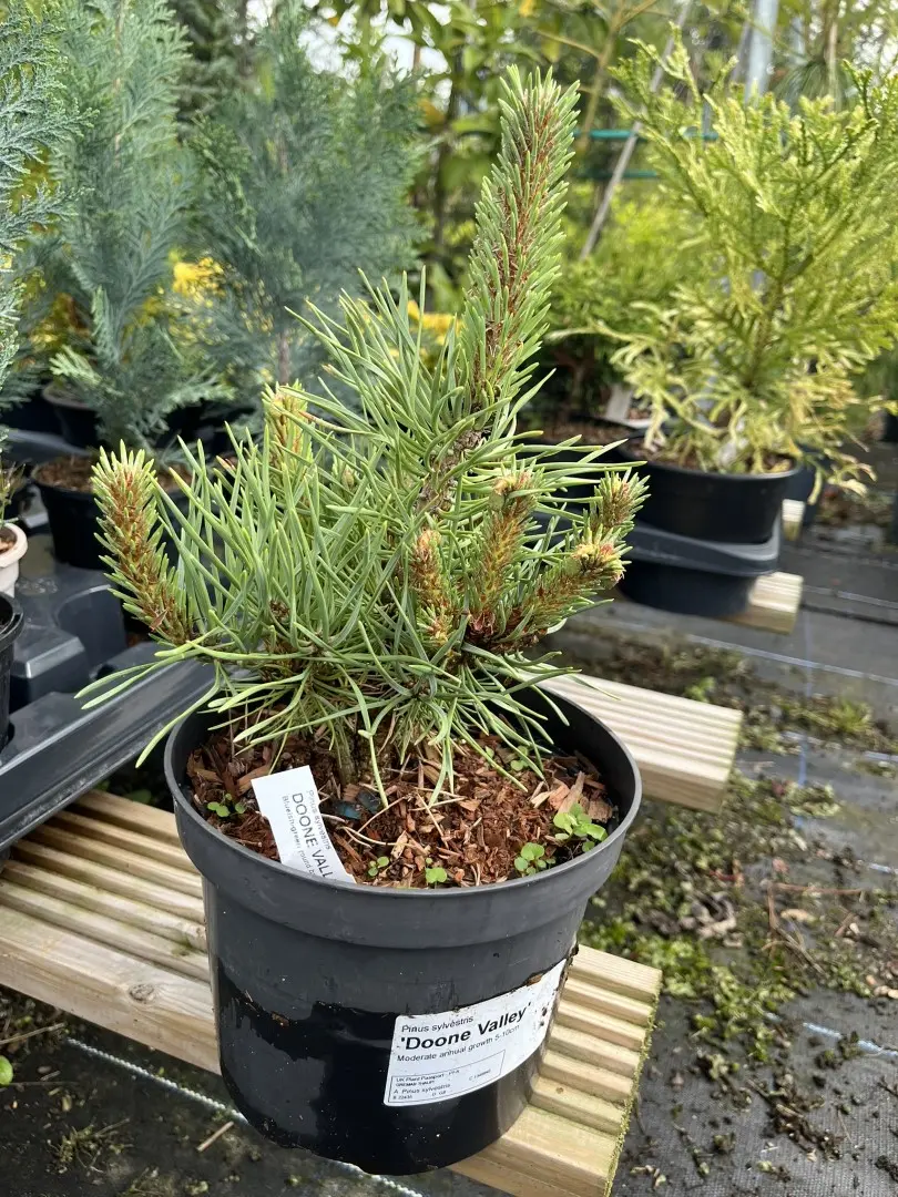 Pinus sylvestris  - Scots Pine 'Doone Valley' (2L)