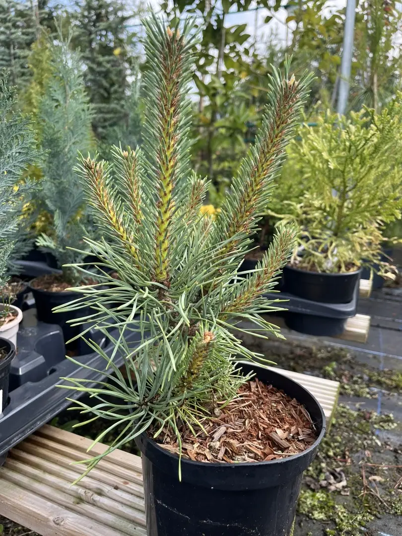 Pinus sylvestris  - Scots Pine 'Doone Valley' (2L)