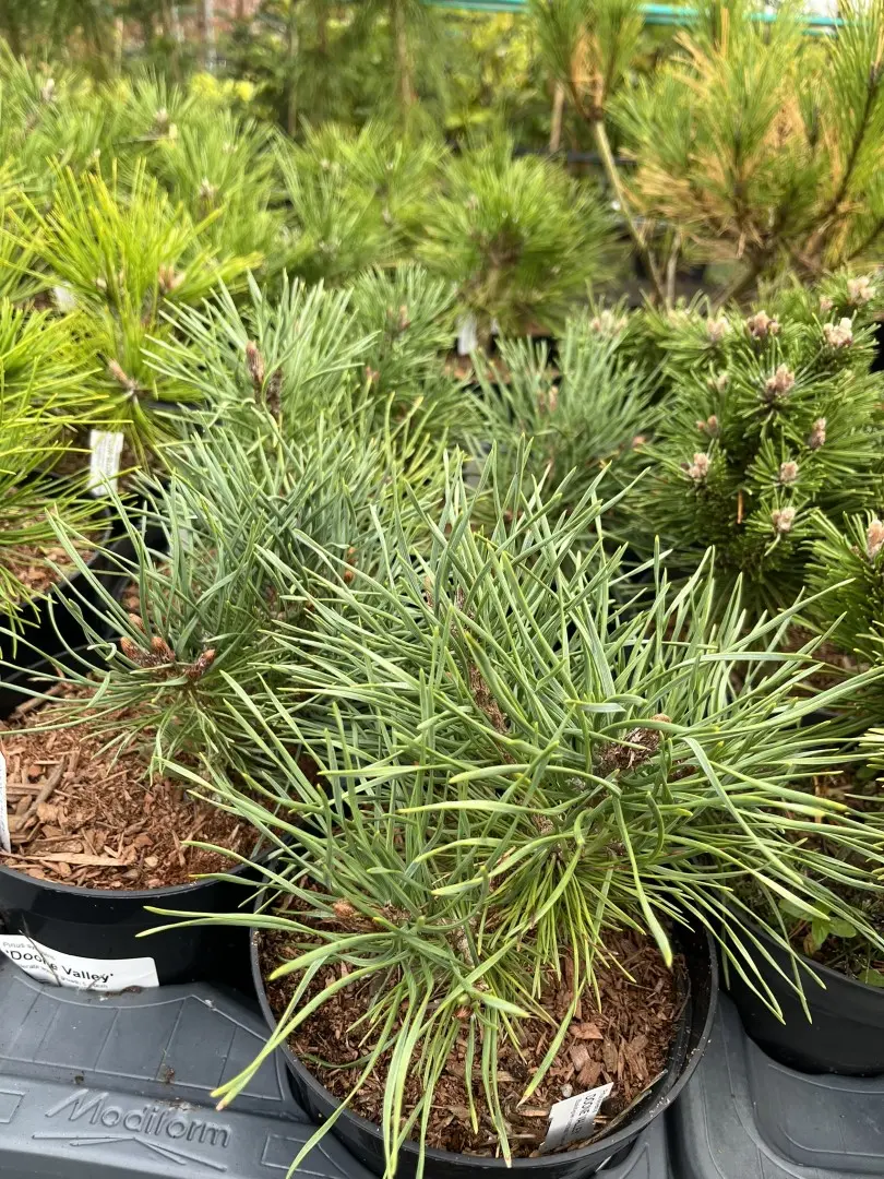Scots Pine 'Doone Valley' 20/40cm (2L) - Image 2