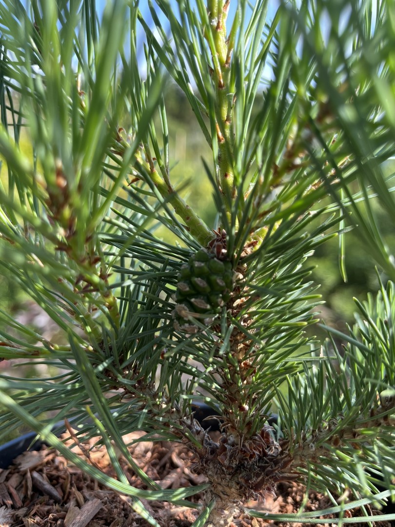 Pinus sylvestris - Scots pine 'Chantry Blue'