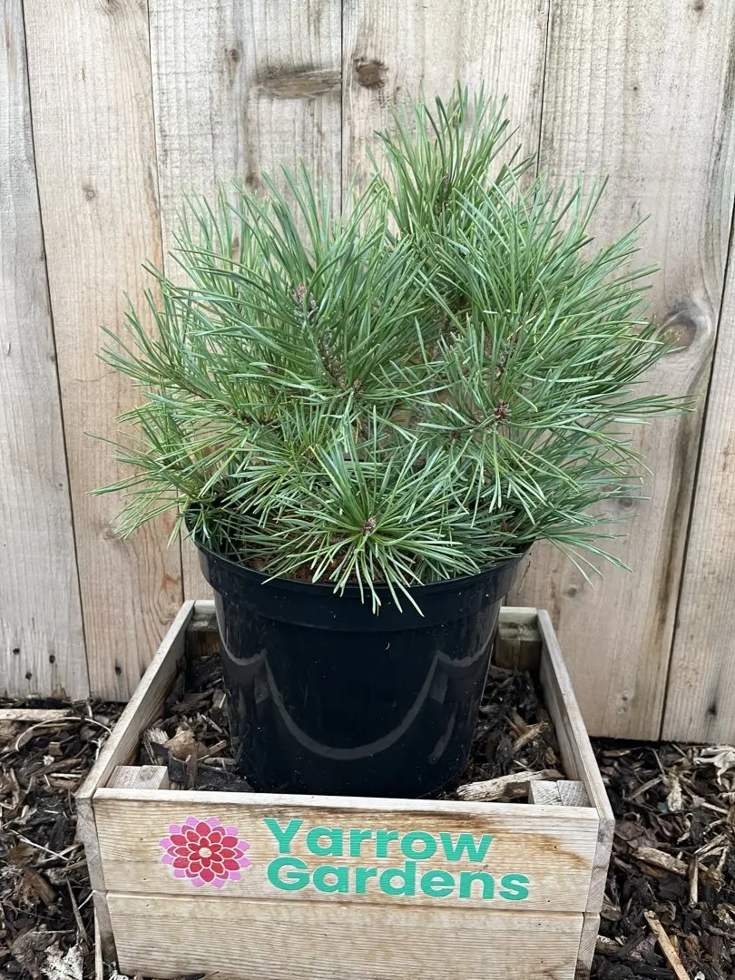 Scots pine 'Chantry Blue' (5L) - Image 2
