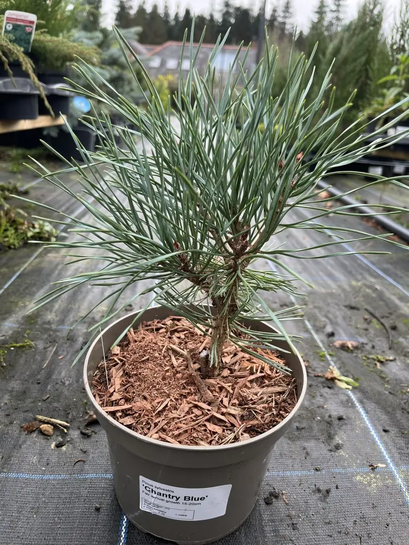 Scots pine 'Chantry Blue' 20/40cm (2L) - Image 2