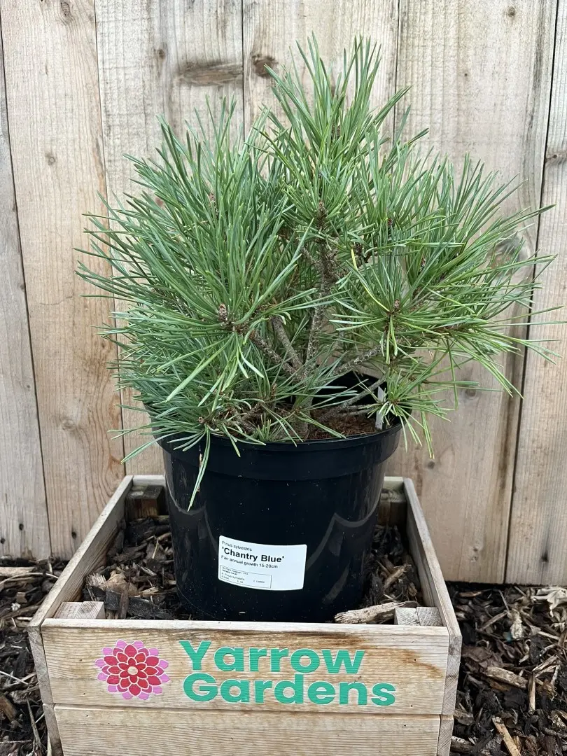 Scots pine 'Chantry Blue' (5L)