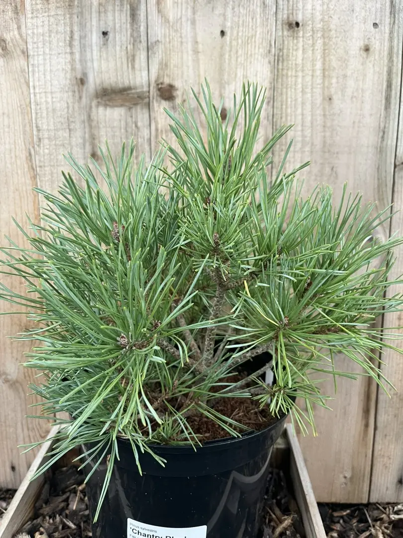 Scots pine 'Chantry Blue' (5L) - Image 3