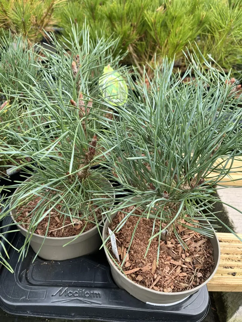 Scots pine 'Chantry Blue' 40/60cm (2L) - Image 2