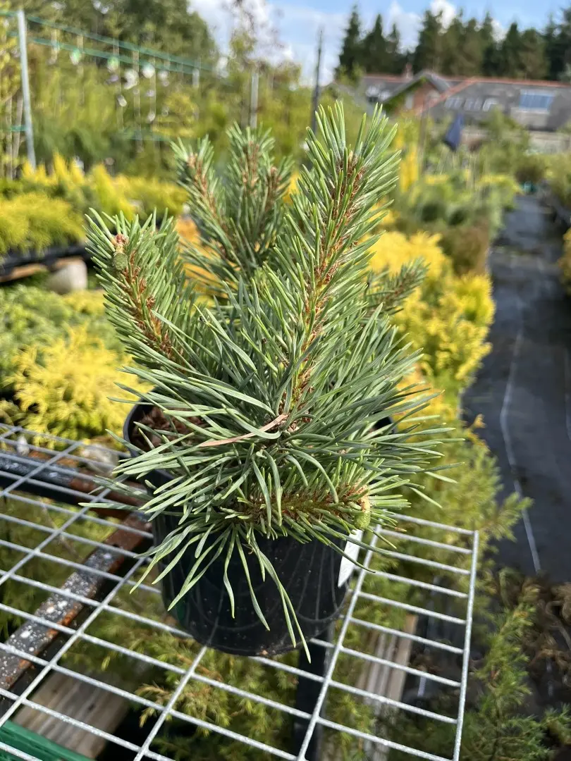 Pinus sylvestris - Scots pine 'Chantry Blue'