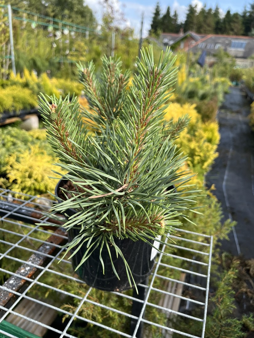 Pinus sylvestris - Scots pine 'Chantry Blue'