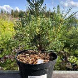 Pinus sylvestris - Scots pine 'Chantry Blue'