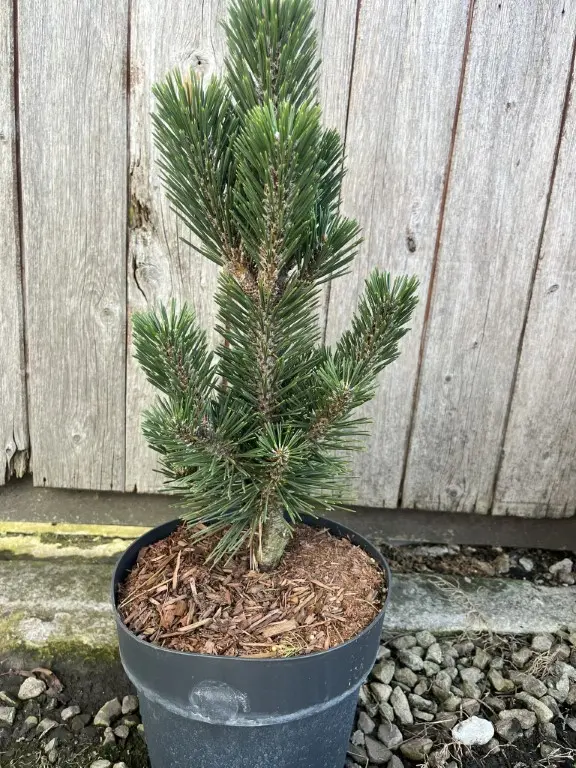 Pinus thunbergii - Japanese Black Pine 'Kotobuki' 20/40cm (3L)