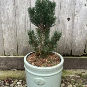 Japanese Black Pine 'Kotobuki' 20/40cm (5L)