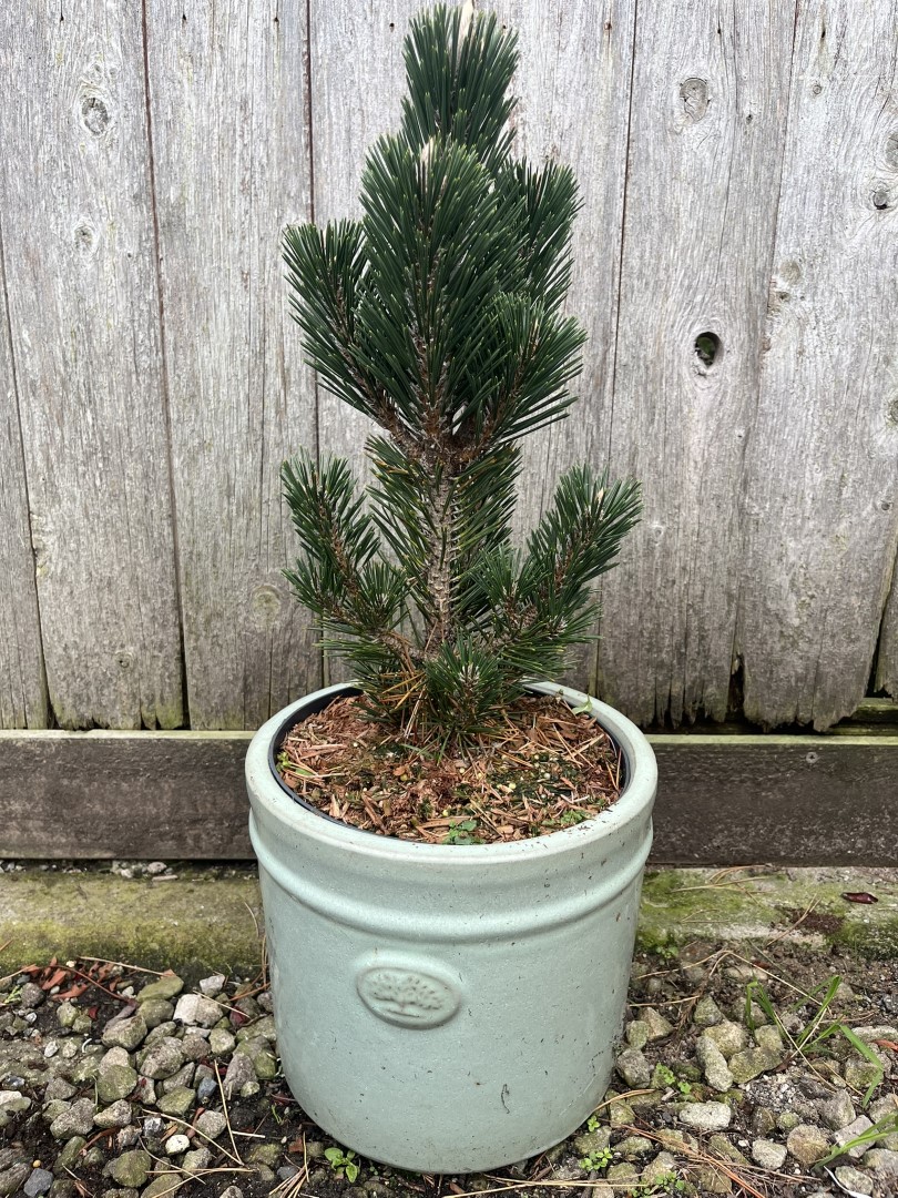 Japanese Black Pine 'Kotobuki' 20/40cm (5L)