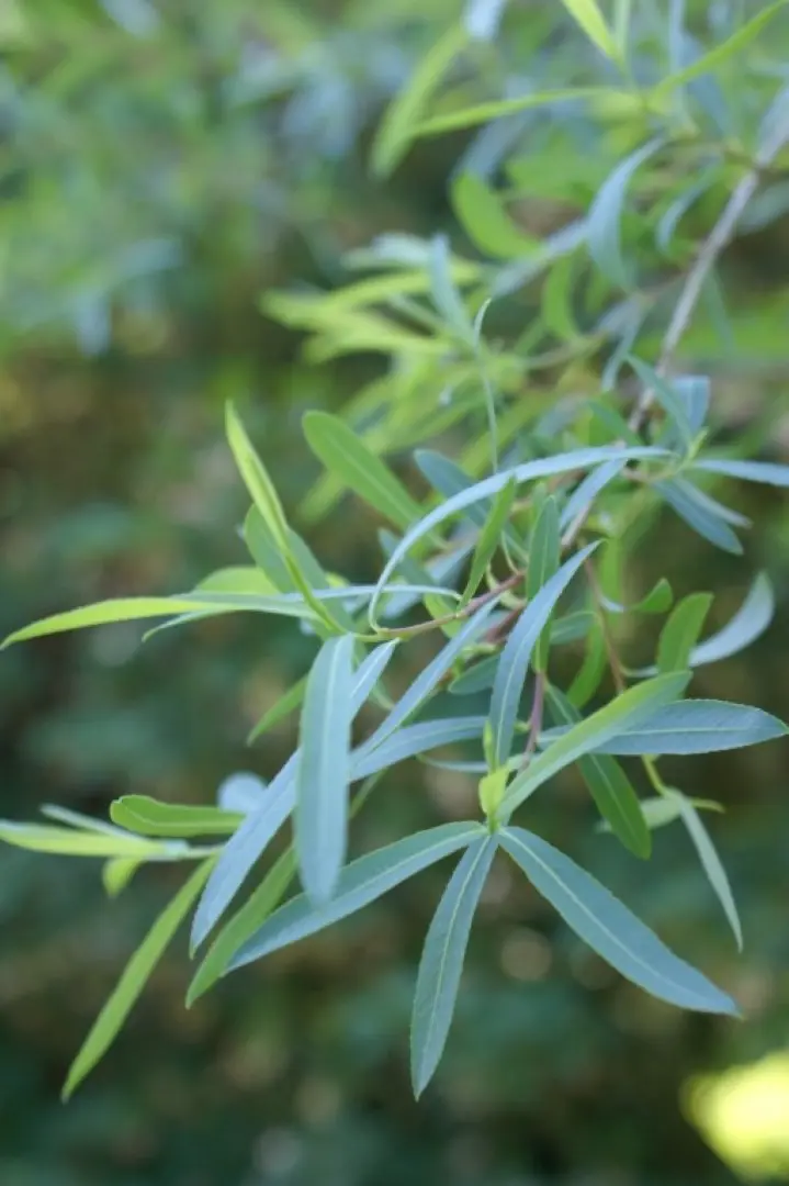 Weeping Purple Willow 40/60cm (Bare Root)