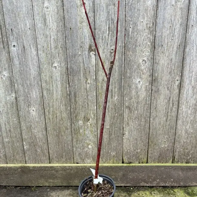 Violet Willow 40/60cm (2L)