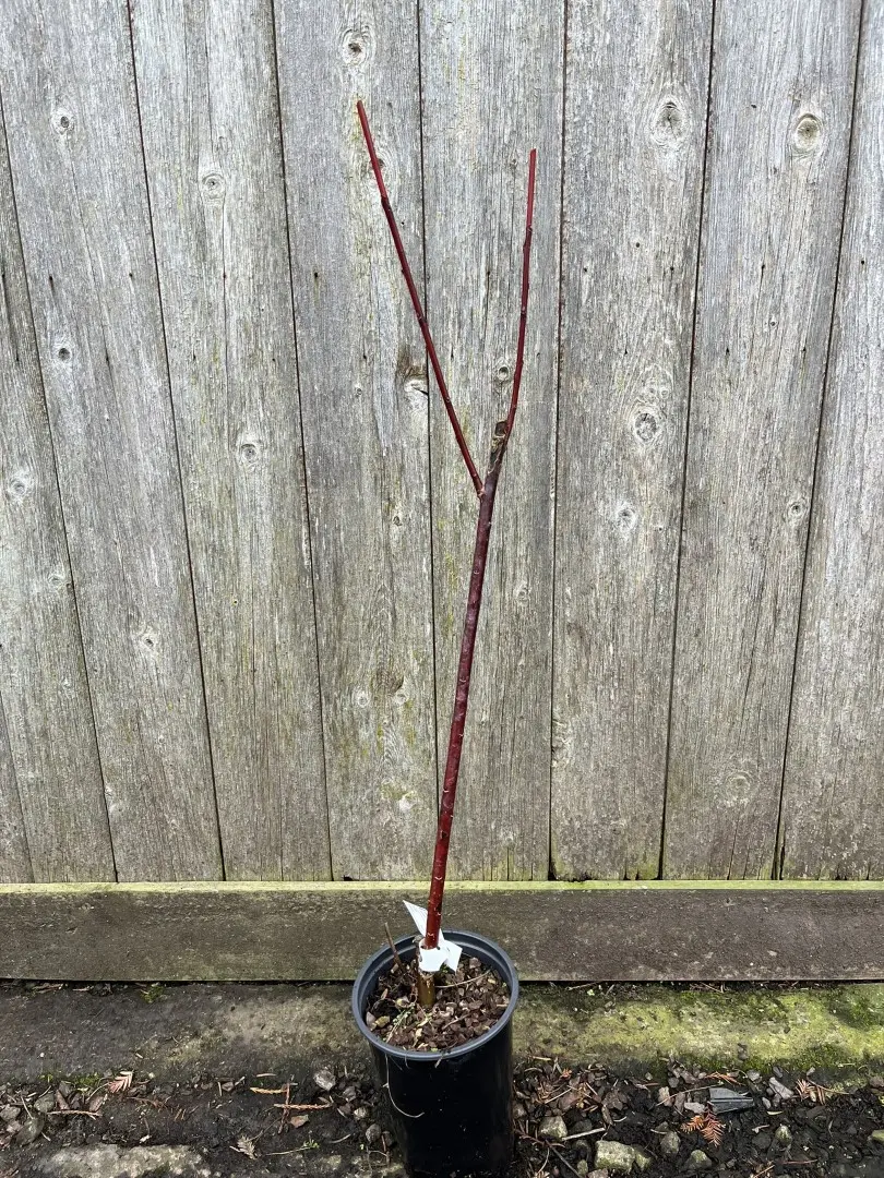 Violet Willow 60/80cm (2L)