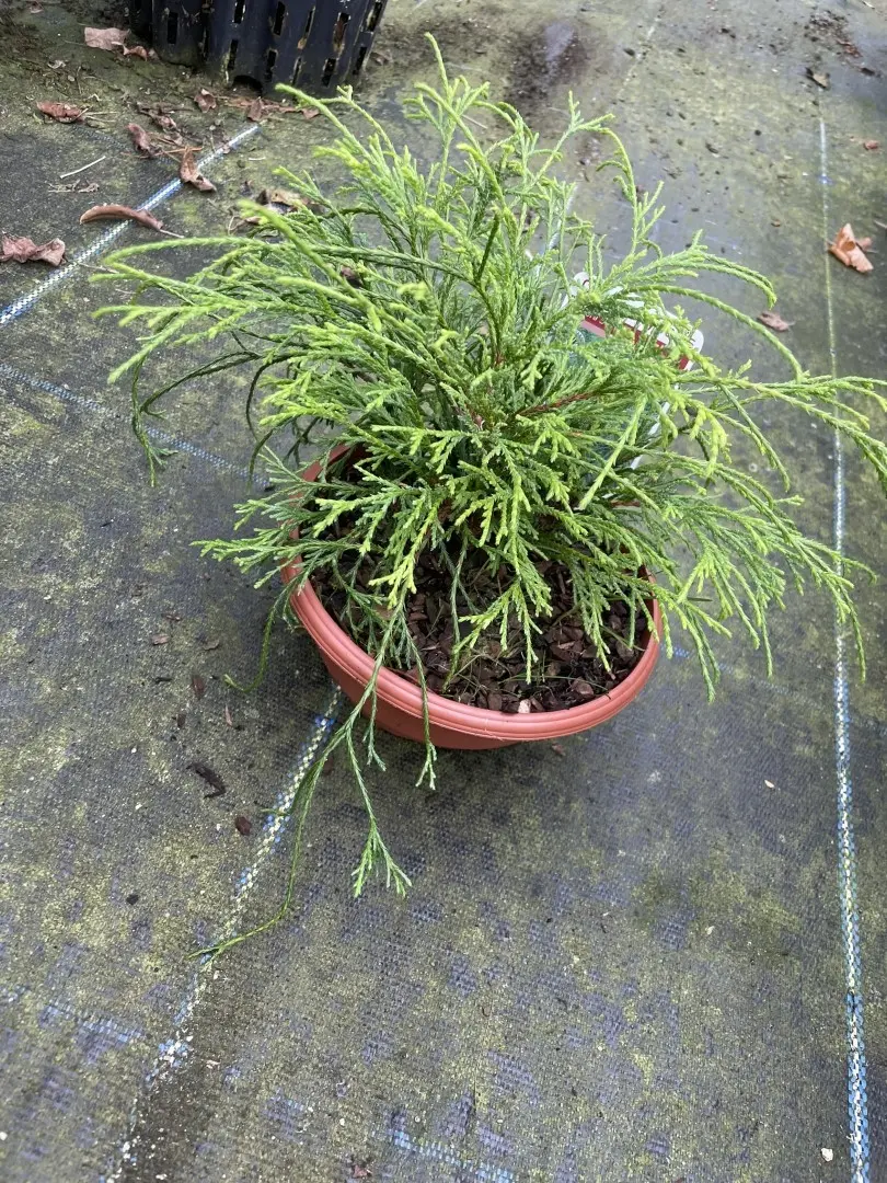 Sawara cypress 'Sungold' 20cm (Bonsai Bowl) - Image 3
