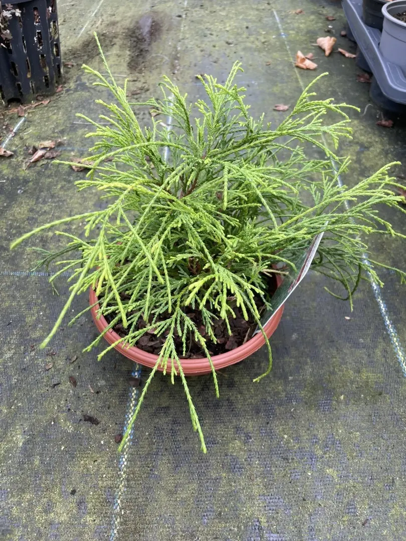 Sawara cypress 'Sungold' 20cm (Bonsai Bowl) - Image 2