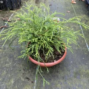 Sawara cypress 'Sungold' 20cm (Bonsai Bowl) (3)