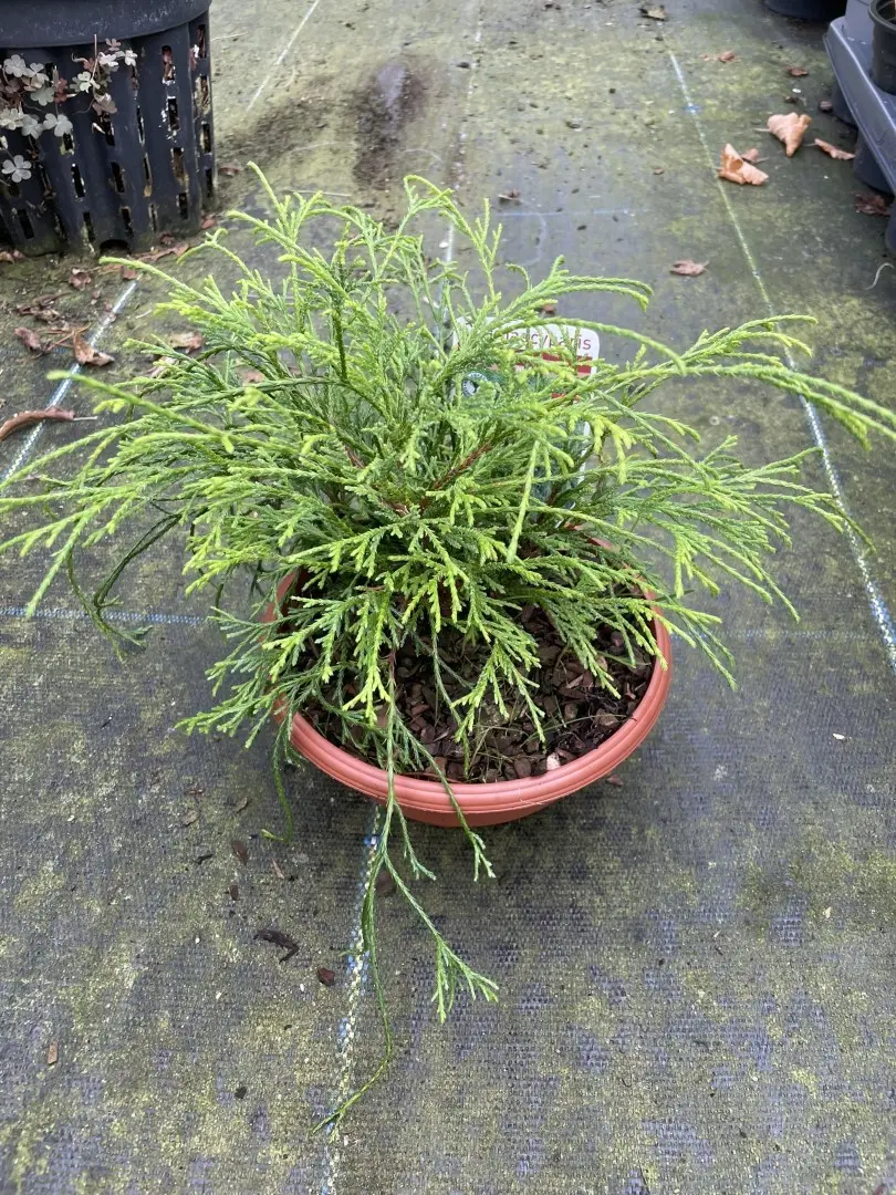 Sawara cypress 'Sungold' 20cm (Bonsai Bowl)