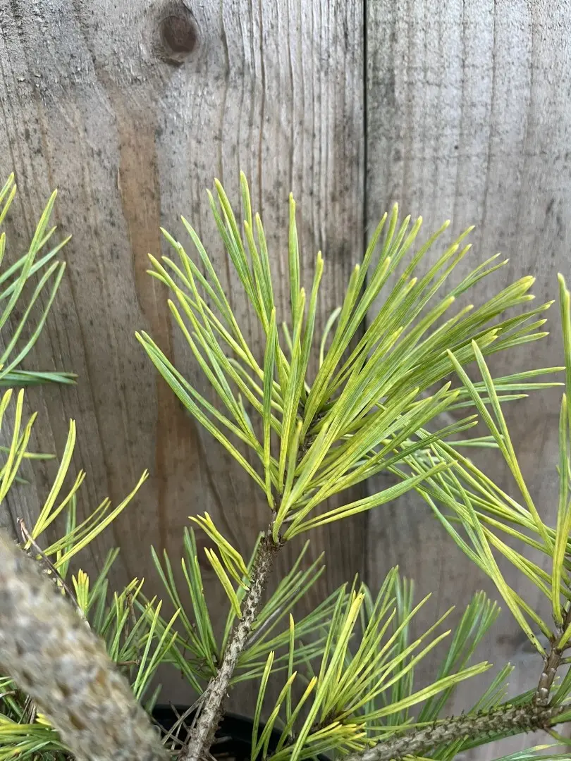 Scots pine 'Gold Coin' 40/60cm (5L) - Image 3