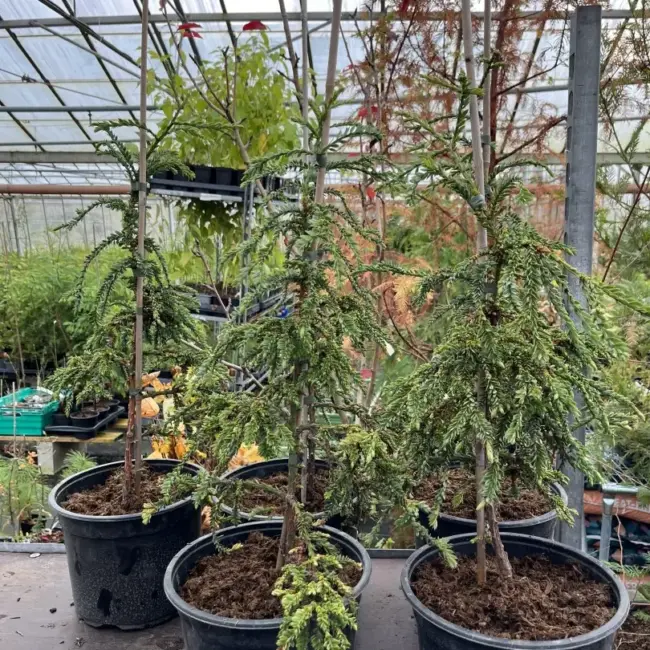 Sequoia sempervirens Coast Redwood 'Cantab'
