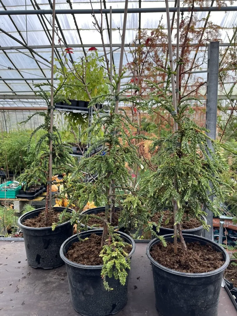 Sequoia sempervirens Coast Redwood 'Cantab'