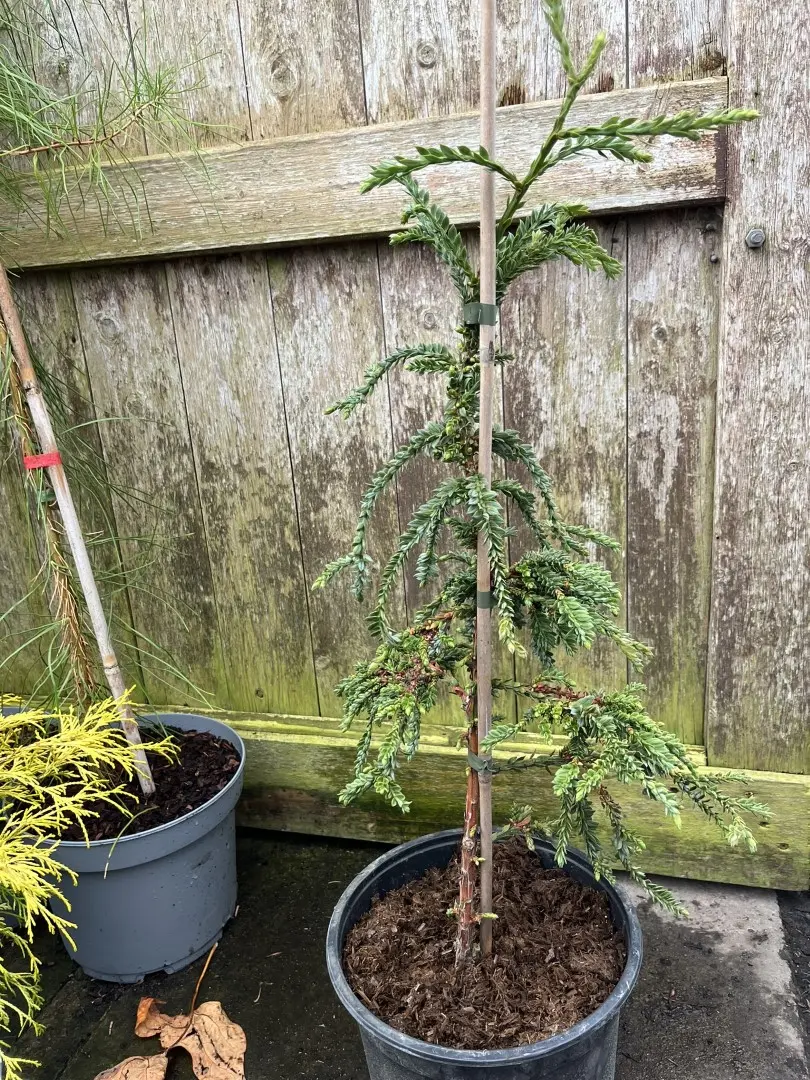 Sequoia sempervirens Coast Redwood 'Cantab'