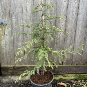 Sequoia sempervirens Coast Redwood 'Silver Ghost'