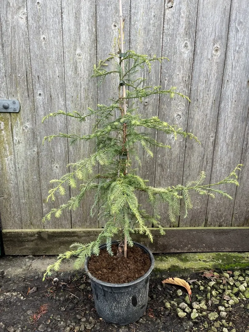 Sequoia sempervirens Coast Redwood 'Silver Ghost'
