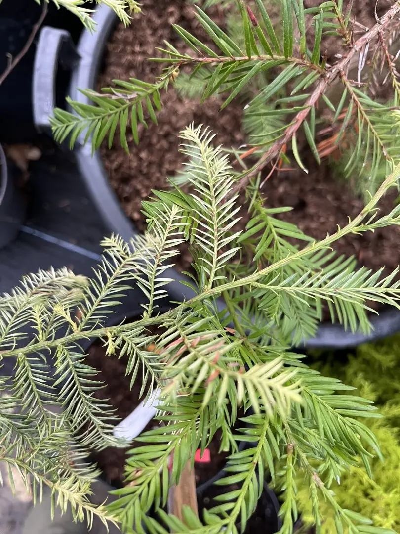 Sequoia sempervirens Coast Redwood 'Silver Ghost'