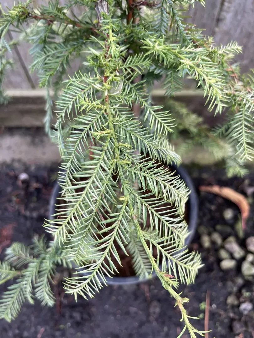 Sequoia sempervirens Coast Redwood 'Silver Ghost'